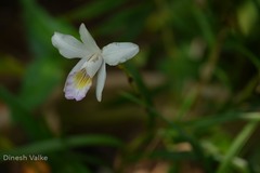 Arundina graminifolia
